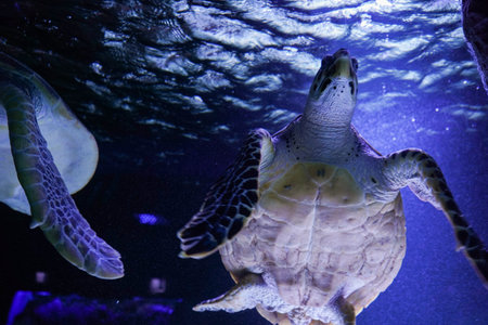 A majestic sea turtle gracefully swimming in vibrant blue water. A close-up captures the unique...