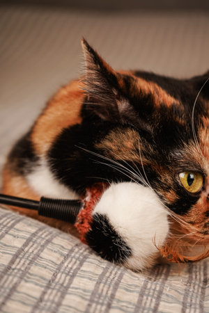 A black and orange cat rests peacefully on a checkered blanket. The vibrant fur contrasts beautifully with the geometric pattern of the fabric. A cozy and charming moment of feline relaxation.の写真素材