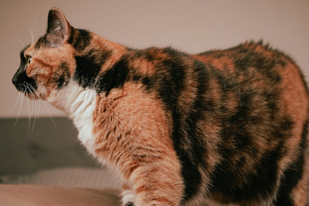Its relaxed body posture reveals a moment of pure tranquility. A magnificent display of feline beauty. Walking across a brown sheet, a tabby cat shows off its tricolor fur.の写真素材