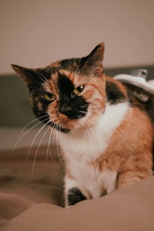 The combination of white, black, and orange fur. The cats expression shows its confusion about the attention. A grooming moment unfolds as a calico cat with a striking coat is brushed.の写真素材
