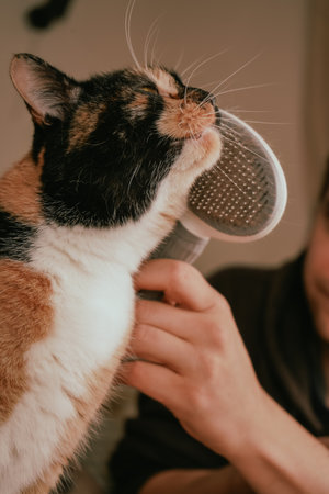 The calm yet uncertain calico cat sits as a grooming brush glides through its fur. The colors of its coat create a striking visual contrast. Grooming seems to evoke a mix of emotions in the feline.の写真素材