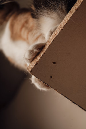 The lower body of a calico cat is showcased, with detailed focus on its paws. The fur displays a mix of white, black, and orange colors. A charming depiction of feline unique patterning.の写真素材