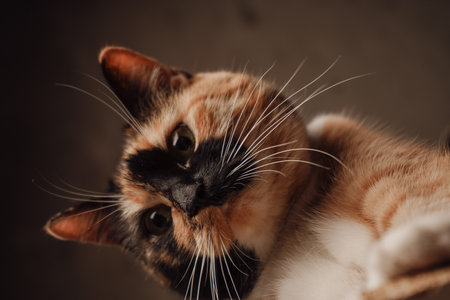 This detailed shot captures the cats face with its striking whiskers and glossy fur. The multicolored coat gleams under the light. A perfect moment of feline beauty in vivid detail.の写真素材