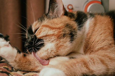 The playful tongue adds character to the tranquil scene. A relaxed calico cat rests on a warm blanket with light reflecting off its fur. Its orange, black, and white tones stand out beautifully.の写真素材