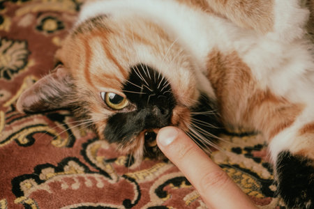 The orange, black, and white coat gleams under gentle light. Its relaxed pose and sticking-out tongue create a heartwarming scene. A tricolor cat lounges on a cozy patterned blanket.の写真素材