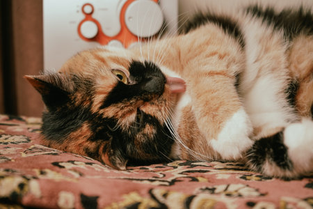 A tricolor cat lounges on a cozy patterned blanket. The orange, black, and white coat gleams under gentle light. Its relaxed pose and sticking-out tongue create a heartwarming scene.の写真素材