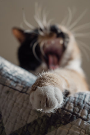 A cute striped fluffy cat opens its mouth wide. Showing teeth and pink tongue, closed eyes, meowing or yawning. Indoors, copy space, close up, selective focus.の写真素材