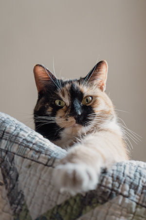 A cute striped fluffy cat opens its mouth wide. Showing teeth and pink tongue, closed eyes, meowing or yawning. Indoors, copy space, close up, selective focus.の写真素材