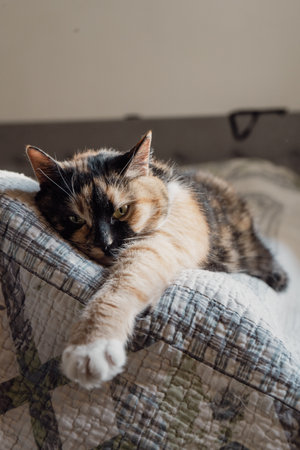 A cute striped fluffy cat opens its mouth wide. Showing teeth and pink tongue, closed eyes, meowing or yawning. Indoors, copy space, close up, selective focus.の写真素材