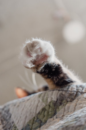 A cute striped fluffy cat opens its mouth wide. Showing teeth and pink tongue, closed eyes, meowing or yawning. Indoors, copy space, close up, selective focus.の写真素材