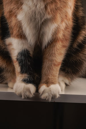 The fur displays a mix of white, black, and orange colors. A charming depiction of feline unique patterning. The lower body of a calico cat is showcased, with detailed focus on its paws.の写真素材