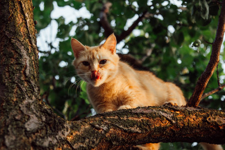 Its fur gleams under the sunlight, complementing the vibrant foliage. The moment captures the harmony of nature. Perched high in a tree, a ginger cat enjoys the lush greenery of a summer morning.の写真素材