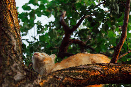 The sunlight highlighting its fur on a peaceful summer morning. Its agile movements blend with nature. A ginger cat climbs gracefully through a tree, surrounded by vibrant green leaves.の写真素材