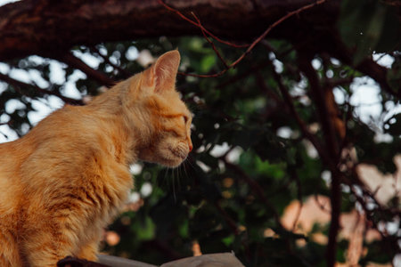 The sunlight highlighting its fur on a peaceful summer morning. Its agile movements blend with nature. A ginger cat climbs gracefully through a tree, surrounded by vibrant green leaves.の写真素材