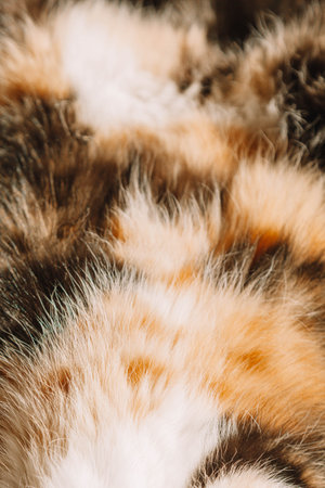 The playful pose and warm lighting create a serene and heartwarming scene. A calico cat with white, black, and orange fur rests belly-up on a cozy blanket, basking in soft sunlight.の写真素材