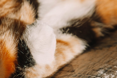 Close-up of a cats fur. The sun s soft beams add a golden glow, enhancing the cats peaceful and cozy...