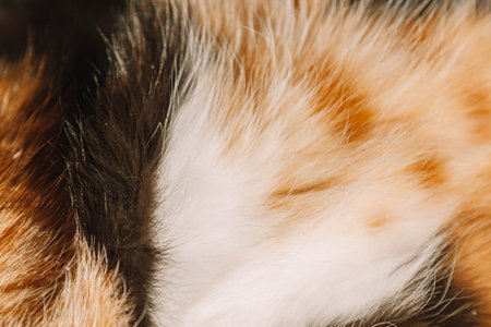 The sun s soft beams add a golden glow, enhancing the cats peaceful and cozy vibe. A fluffy calico cat, with a white, black, and orange coat, lounges on a warm blanket.の写真素材