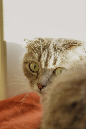 A grey cat lies peacefully in this close-up, bathed in sunlight. The golden rays dance on its fur, accentuating its soft and silky texture. The relaxed pose embodies tranquility and charm.の写真素材