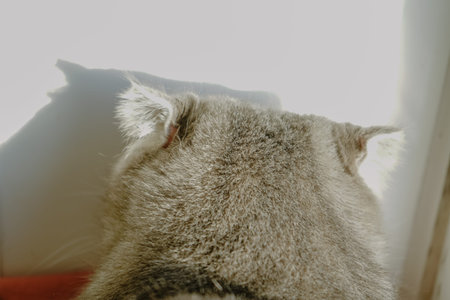 The scene exudes calm and natural beauty. The back of a cat's head is framed by warm sunlight in...