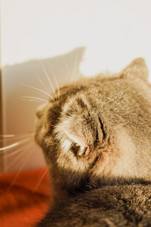 The soft rays create a glowing outline around its fur. The serene moment highlights the beauty of natural light. A back view of a cat shows sunlight gently illuminating its head and ears.の写真素材
