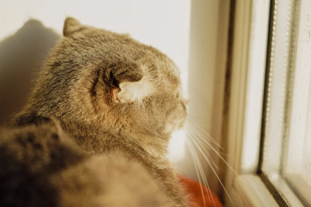 A close-up of a grey cat basking in the sunlight captures its serene expression. The soft rays highlight the cat s fur, creating a warm and peaceful scene. The gentle light adds a magical touch.の写真素材