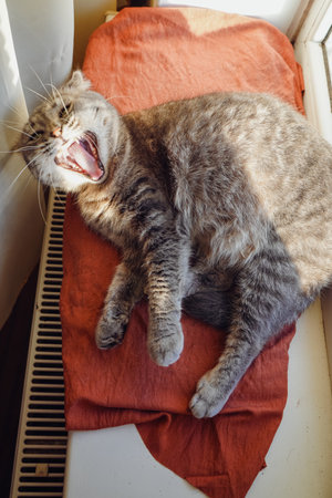 The contrast of the cat's fur adds beauty. Resting on a red cushion, a cat grooms its soft fur. Its folded ears and relaxed posture emphasize the tranquility of the moment.の写真素材