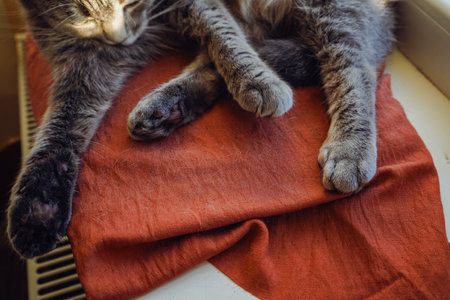 Its folded ears and relaxed posture emphasize the tranquility of the moment. The contrast of the cats fur adds beauty. Resting on a red cushion, a British Shorthair cat grooms its soft fur.の写真素材
