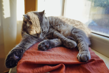 The vibrant red pillow adds warmth to the scene. A British Shorthair cat with folded ears lies on a red cushion, grooming its soft fur. The cat s focused expression shows its care as it cleans itself.の写真素材