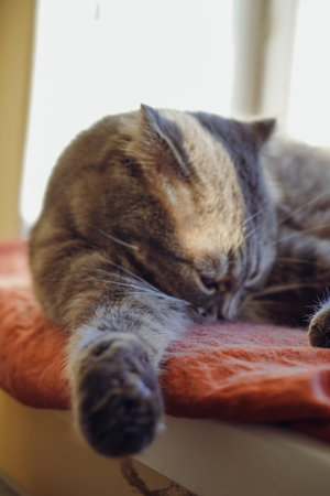 A British Shorthair cat with folded ears lies on a red cushion, grooming its soft fur. The cat s focused expression shows its care as it cleans itself. The vibrant red pillow adds warmth to the scene.の写真素材