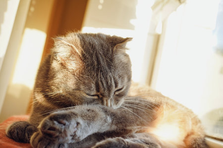 A gray cat, with features resembling a Scottish Fold, lies on a windowsill. The suns rays gently illuminate its soft fur. The cat licks itself with its tongue.の写真素材