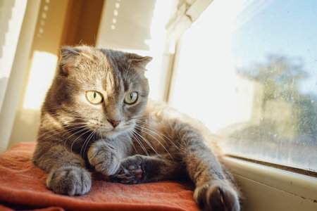 The cat licks itself with its tongue. A gray cat, with features resembling a Scottish Fold, lies on...