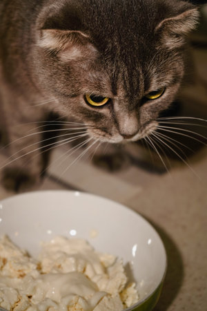 The cat s rounded face and soft fur make it look even more endearing as it savors the creamy snack. In this close-up, a grey Scottish Fold cat eats sour cream from a light-colored bowl.の写真素材