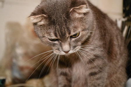 Its eyes are focused on the creamy treat. The cat s adorable expression adds charm to the scene. A Scottish Fold cat is eating sour cream from a spoon in this close-up shot.の写真素材