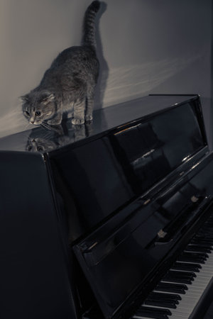 The lid is open, revealing black and white keys beneath. The cats soft fur contrasts with the pianos glossy finish. A cat with folded ears sits comfortably on the surface of a black piano.の写真素材