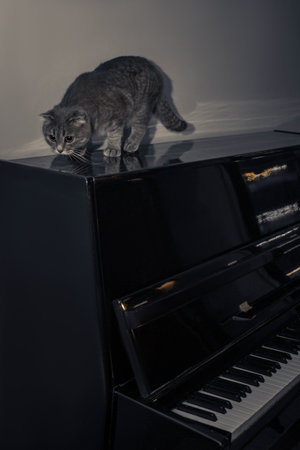 The cats soft fur contrasts with the pianos glossy finish. A cat with folded ears sits comfortably on the surface of a black piano. The lid is open, revealing black and white keys beneath.の写真素材