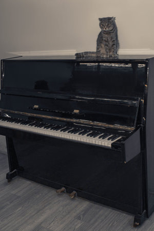 A British Shorthair cat sits comfortably on the surface of a black piano. The lid is open, revealing black and white keys beneath. The cat's soft fur contrasts with the piano's glossy finish.の写真素材