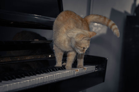 A ginger cat is trying to climb down from a black piano to the floor. The cat carefully navigates the shiny surface of the piano. Its fur contrasts beautifully with the piano s color.の写真素材