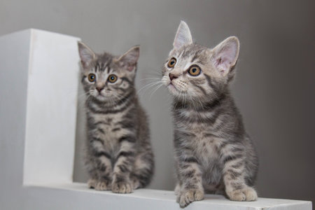 On a pristine white ledge, two Scottish Straight kittens sit side by side, their amber eyes full of curiosity. Their fluffy gray fur highlights their charming and playful bond.の写真素材