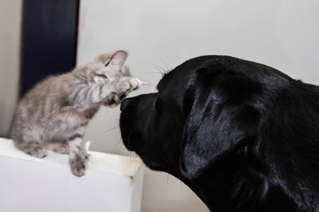 A black Labrador retriever playing with a Scottish Fold kitten. The dogs calm and friendly...