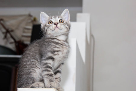 With expressive amber eyes and soft gray-striped fur, a Scottish Straight kitten sits on a white surface. The moment captures the kitten s curious and innocent personality beautifully.の写真素材