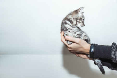 A kitten sits peacefully on a soft white surface, its curious amber eyes sparkling with wonder. The...