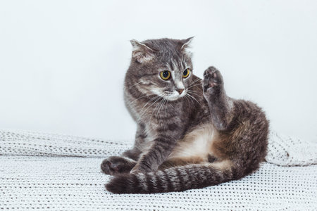 A Scottish Fold cat with captivating yellow eyes sits gracefully on a textured white blanket. Its unique folded ears and soft gray fur make it irresistible. The cats calm demeanor radiates charm.の写真素材
