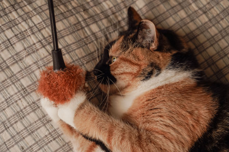 A delightful moment of feline fun. A playful calico cat engages with a feather on a checkered bedsheet. The vibrant colors of its coat complement the geometric pattern of the fabric.の写真素材