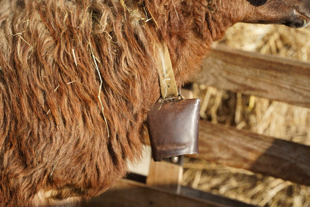 A CloseUp Image of a Sheep Set Within Its Natural and Beautiful Habitat.の写真素材