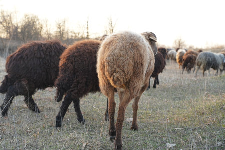 A large herd of sheep is grazing peacefully in an open fieldの写真素材