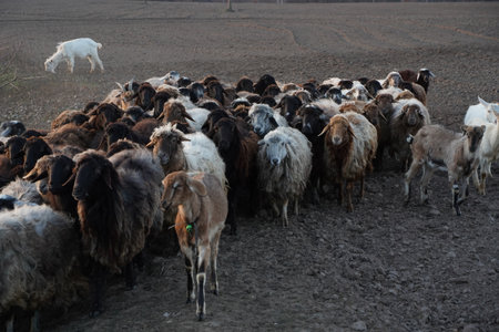 A large herd of sheep peacefully grazing in a lush grassy fieldの写真素材