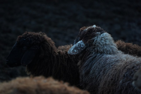 A detailed close up of a sheep s head that features a dark backgroundの写真素材