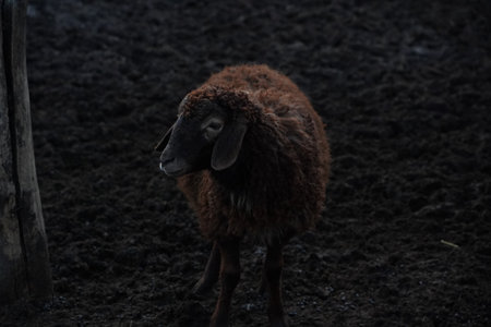 A large flock of sheep is currently standing in a dimly lit areaの写真素材