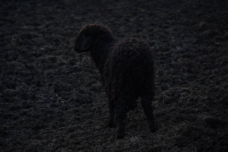 A large flock of sheep is currently standing in a dimly lit areaの写真素材