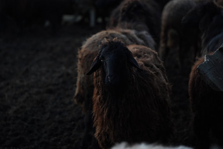 A large flock of sheep is currently standing in a dimly lit areaの写真素材
